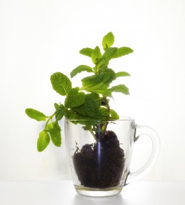 Refreshing and Stimulating Mint