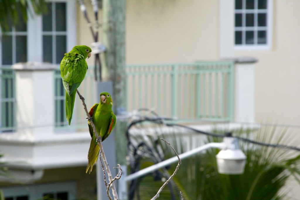 Two Mitred Parakeets chilling out together but keeping an eye on what I'm up to.