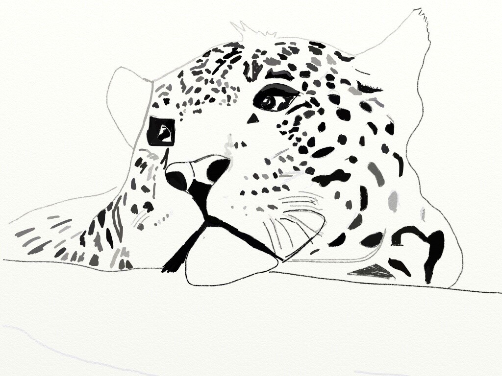 The Leopard