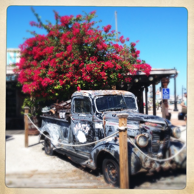 The blue of the sky really makes the pink flowers pop and stand out from the old rusting car.