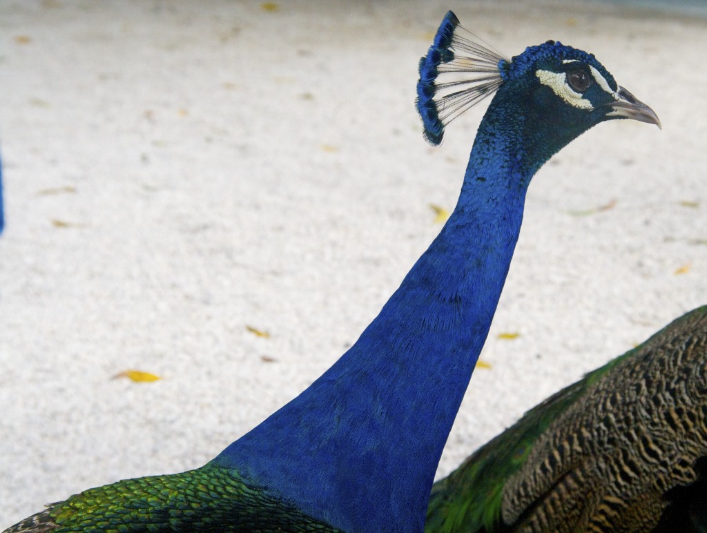 Peacocks have amazing colors not only on their feathers but their whole body. This blue is so electric.