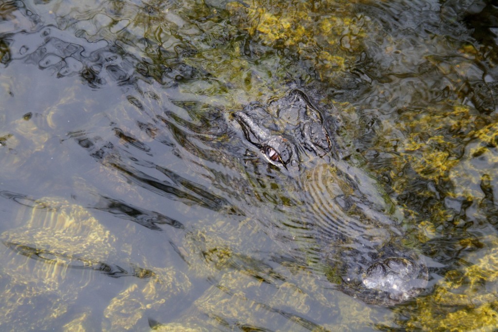 Whist wandering around the Everglades I suddenly felt as if I was being watched!