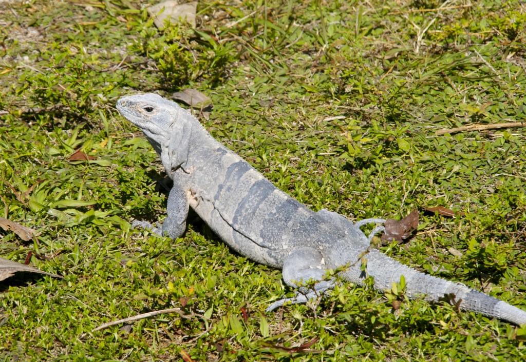An Iguana just out for a stroll
