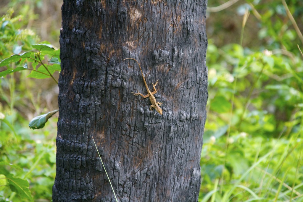 A Lizard examining a tree