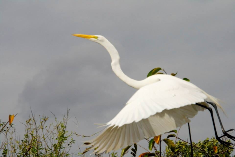 A heron in the everglades taking off into the sky