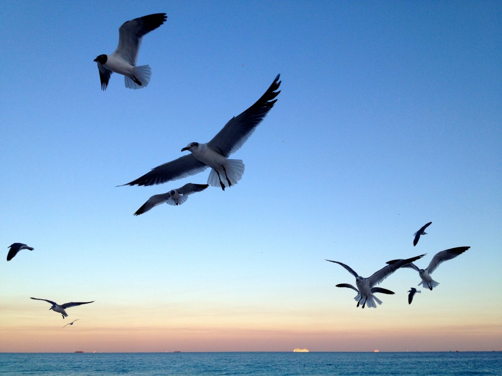 Seagulls flying mid-air on Miami Beach
