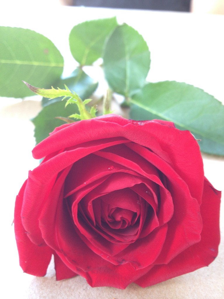 A picture of my sweet smelling rose