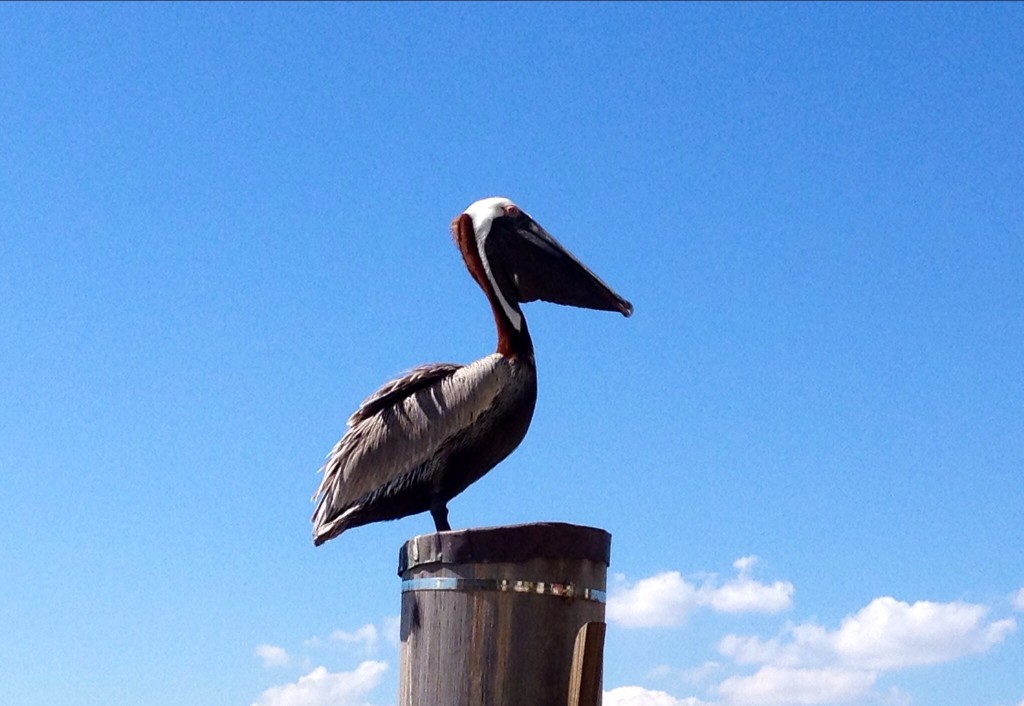 A pelican having a rest by the Miami Beach Marina