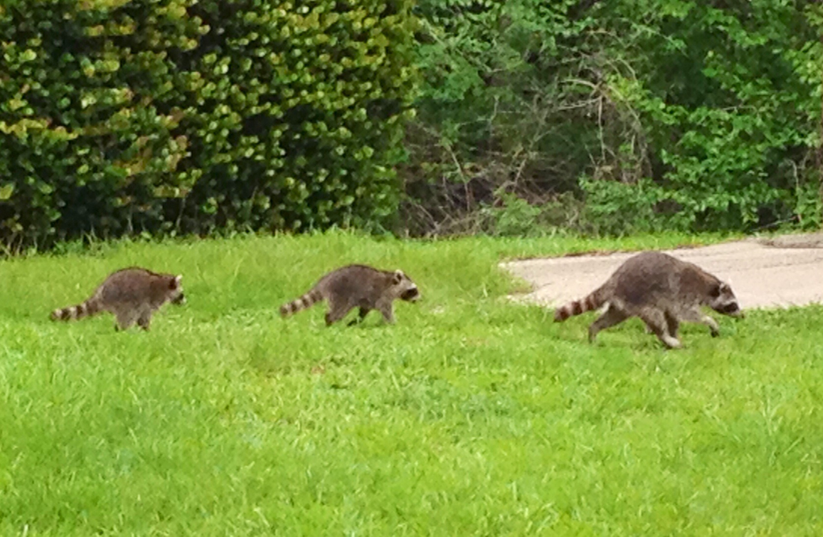 Three Racoons out for a stroll in Matheson Hammock Park, FL
