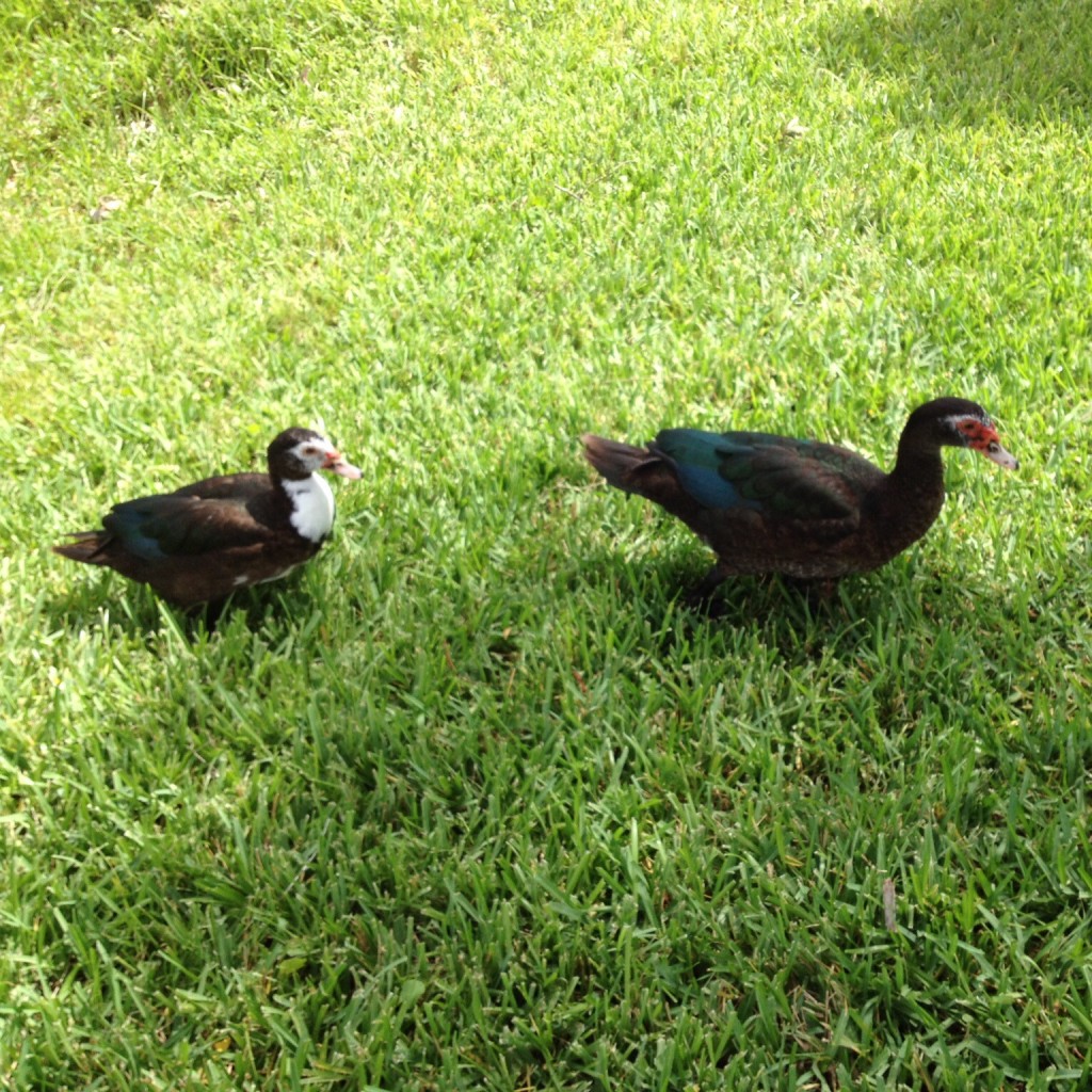 Welcome feathered friends - it was getting busy!