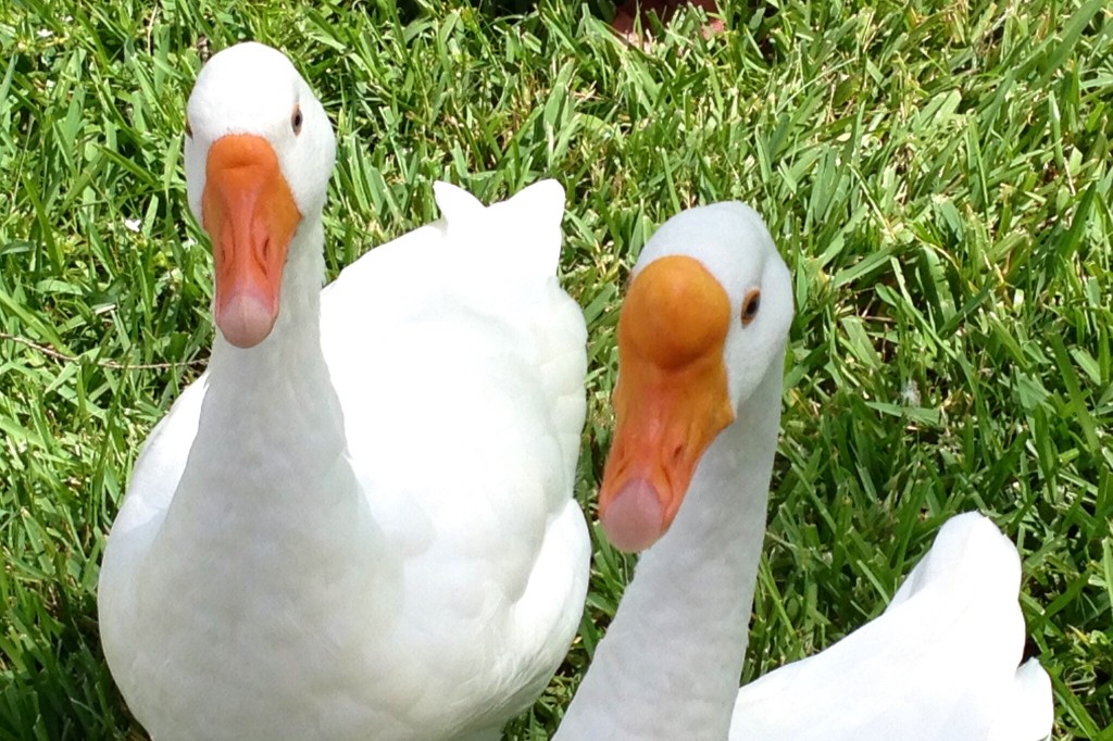 The Embden Geese had a lot to say and were so nosy