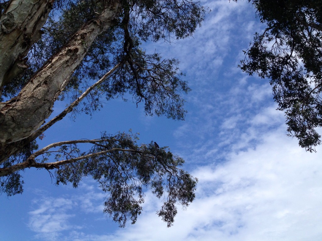 The crows were hiding above but we could certainly hear them from time-to-time.