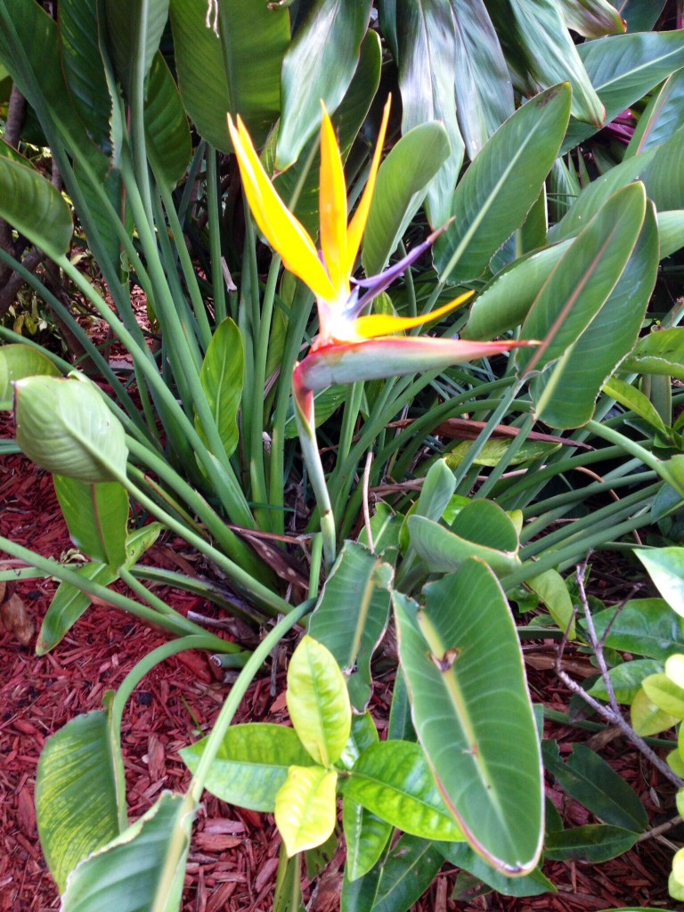 These flowers earned their name because their shape resembles a bird.