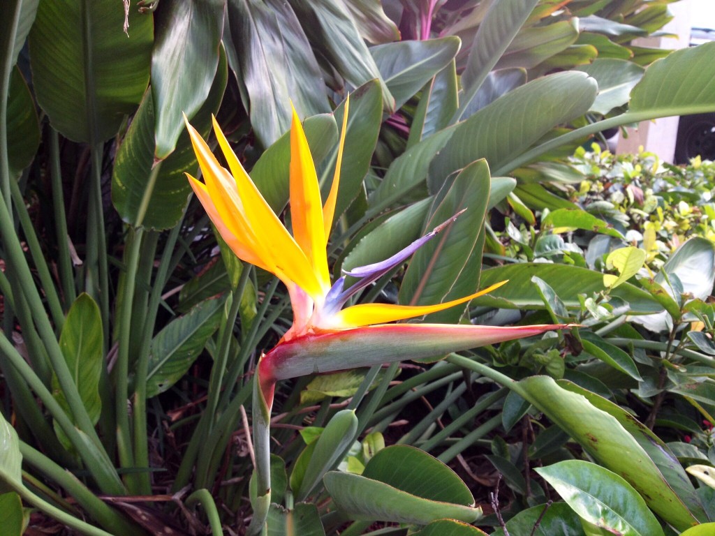 The Bird of Paradise flower is an interesting shape and has a very vibrant orange color.